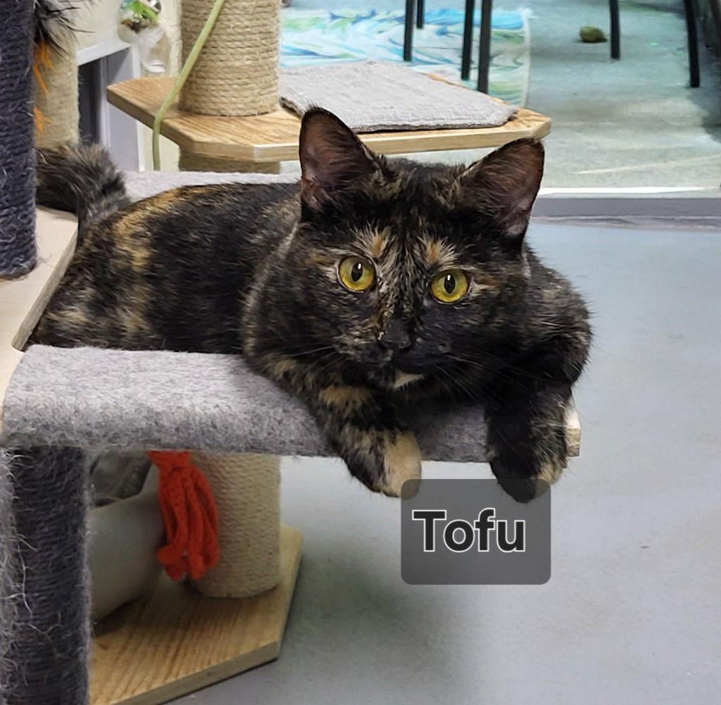 Enlarge Tofu, a Adoptable Domestic Short Hair in Ellijay, GA image 2/3