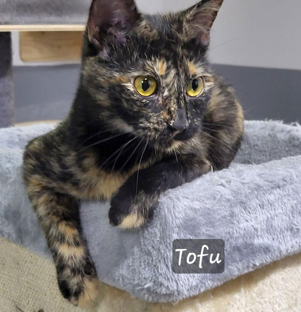Enlarge Tofu, a Adoptable Domestic Short Hair in Ellijay, GA image 3/3