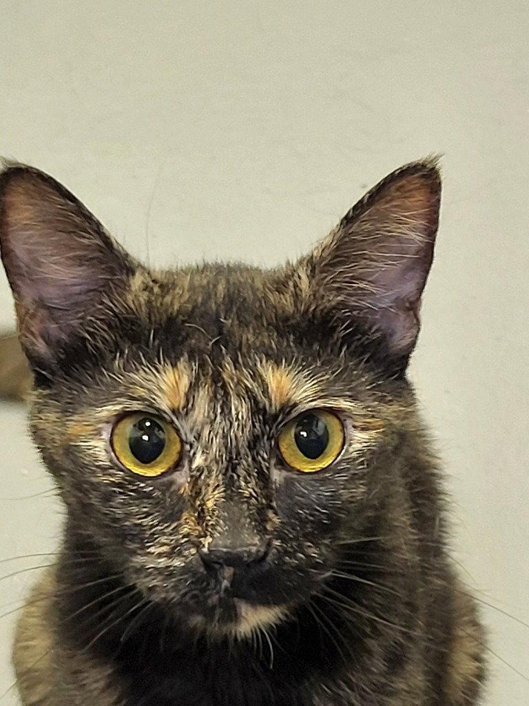Enlarge Tofu, a Adoptable Domestic Short Hair in Ellijay, GA image 1/3