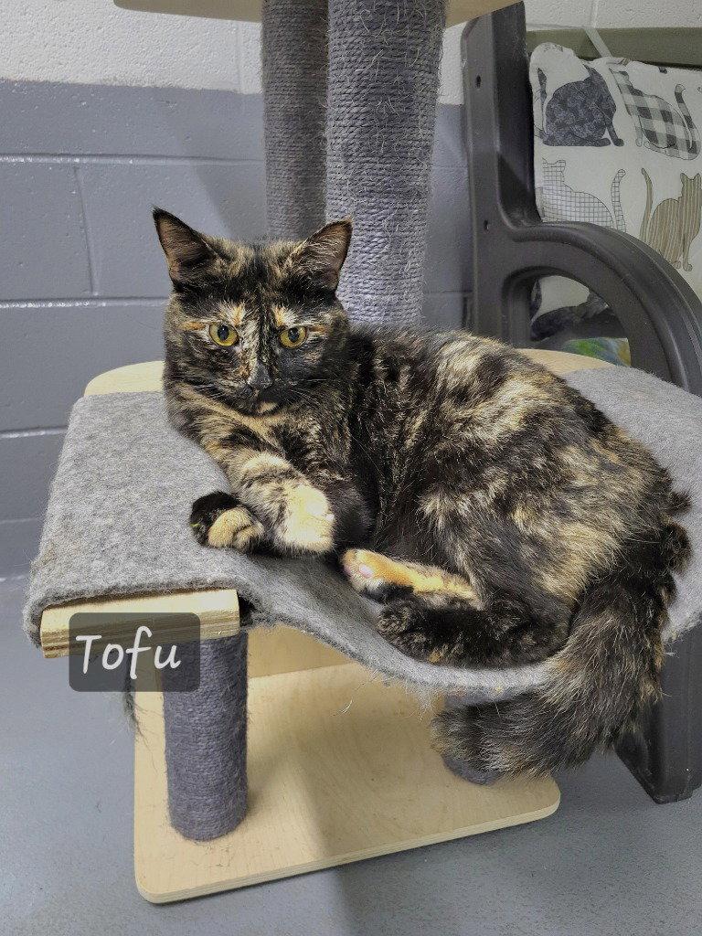 Enlarge Tofu, a Adoptable Domestic Short Hair in Ellijay, GA image 2/3