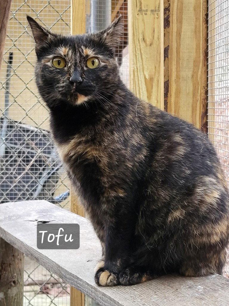 Enlarge Tofu, a Adoptable Domestic Short Hair in Ellijay, GA image 3/3