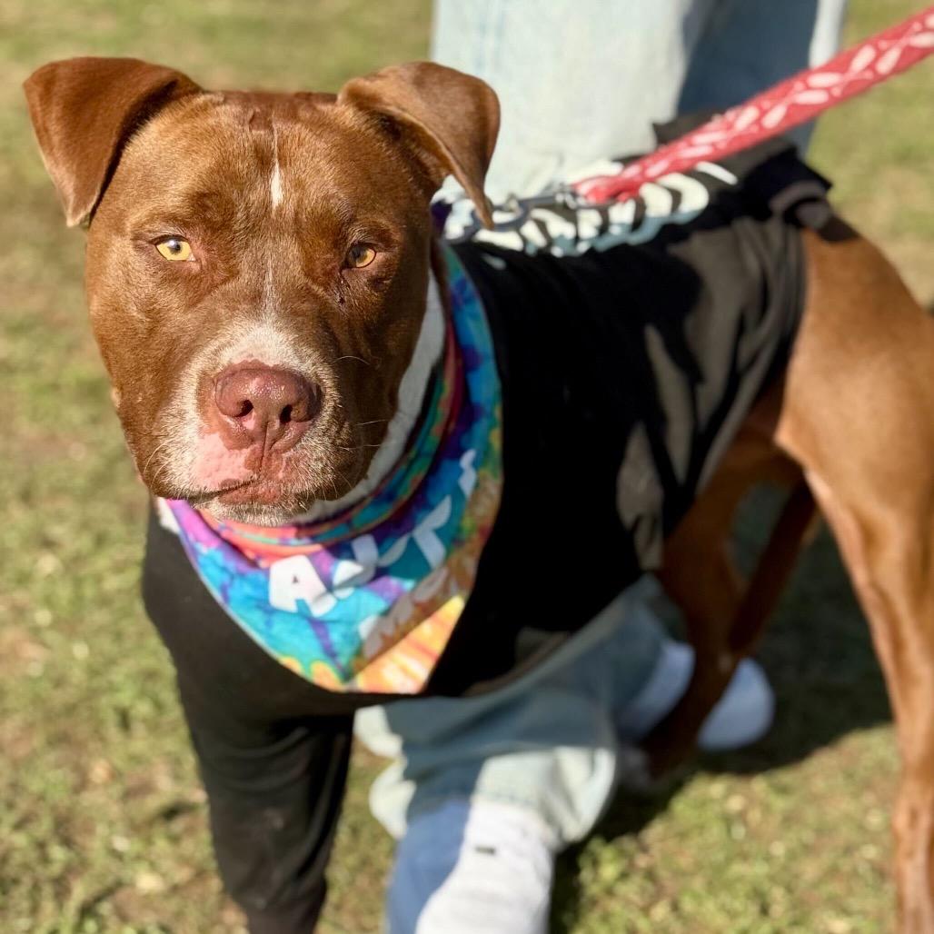 Enlarge Hans, a Adoptable Pit Bull Terrier in Los Angeles, CA image 3/6