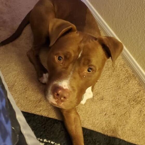 Enlarge Hans, a Adoptable Pit Bull Terrier in Los Angeles, CA image 4/6