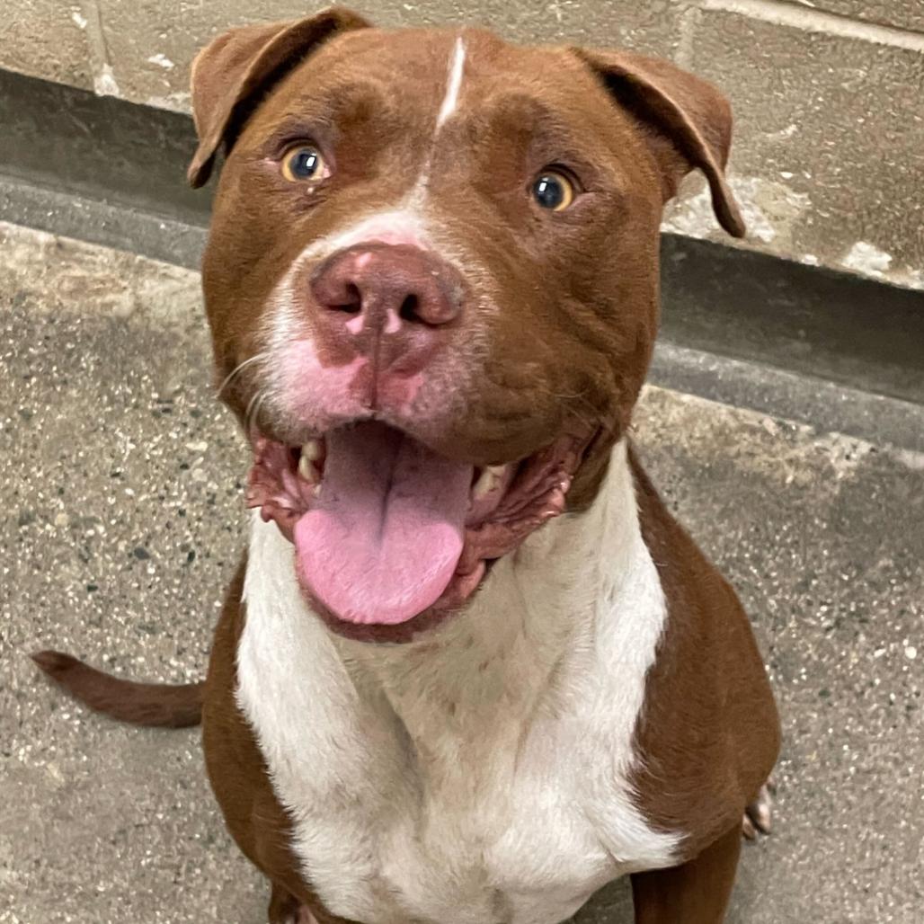 Enlarge Hans, a Adoptable Pit Bull Terrier in Los Angeles, CA image 6/6