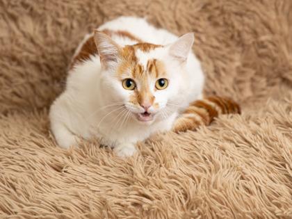 Finnigan, adoptable, Adult Male Domestic Short Hair.