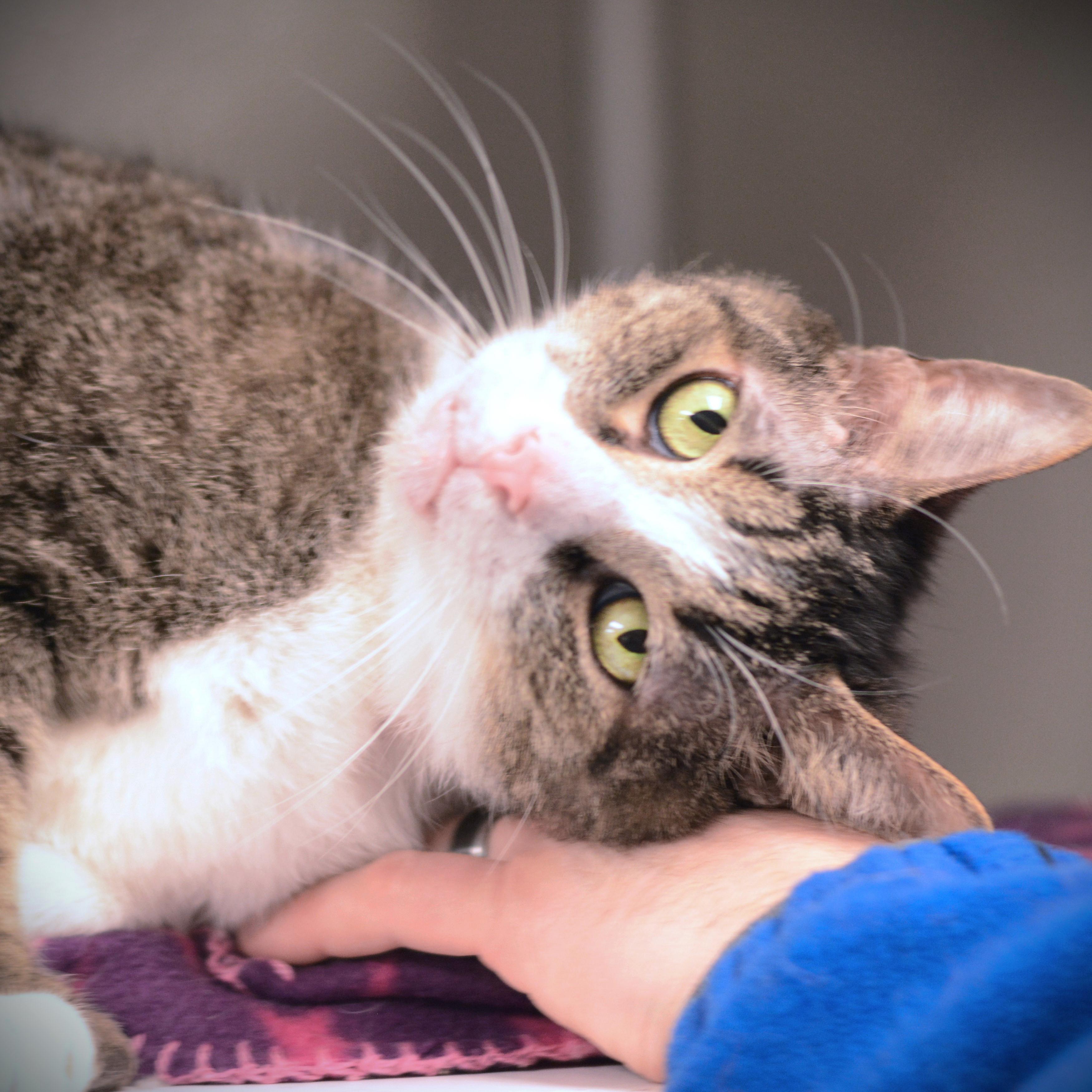 Littles, a ADOPTABLE Domestic Short Hair in Amsterdam, NY image 2/2