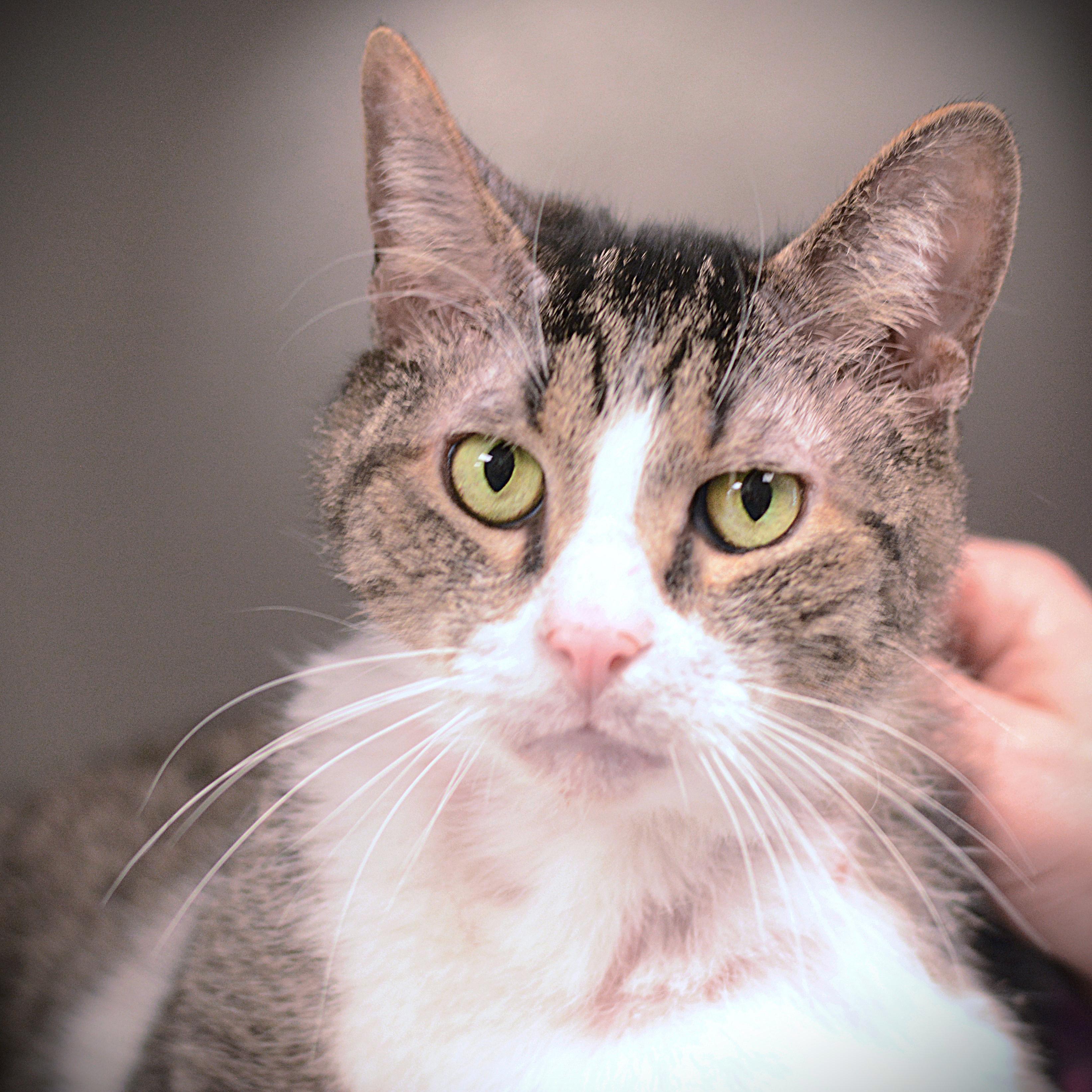 Littles, ADOPTABLE, Senior Male Domestic Short Hair.