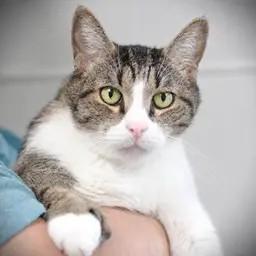 Littles, adoptable, Senior Male Domestic Short Hair.