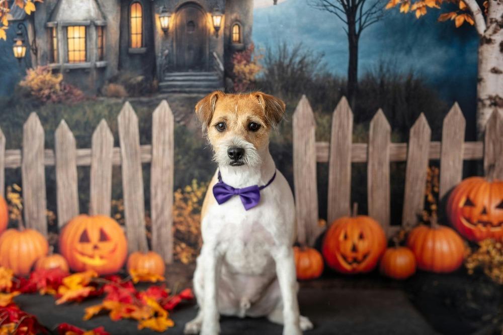 Enlarge Queso, a Adoptable mixed breed in WARNER ROBINS, GA image 1/6