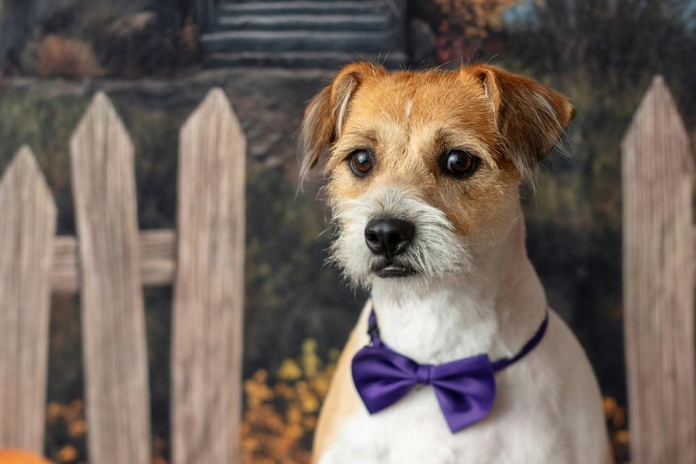 Enlarge Queso, a Adoptable mixed breed in WARNER ROBINS, GA image 4/6