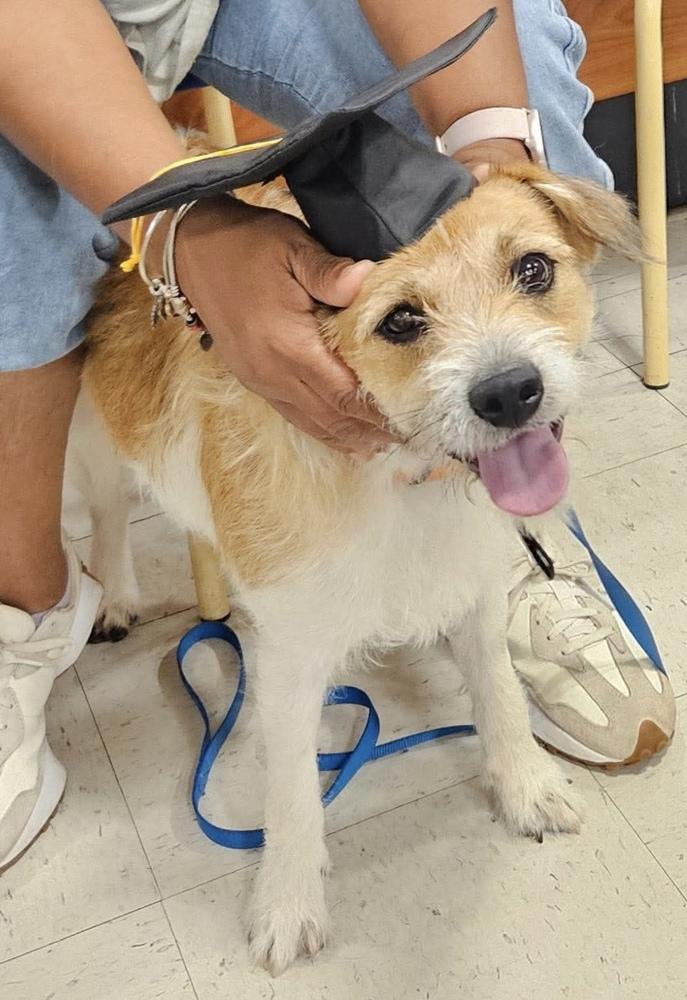 Enlarge Queso, a Adoptable mixed breed in WARNER ROBINS, GA image 6/6