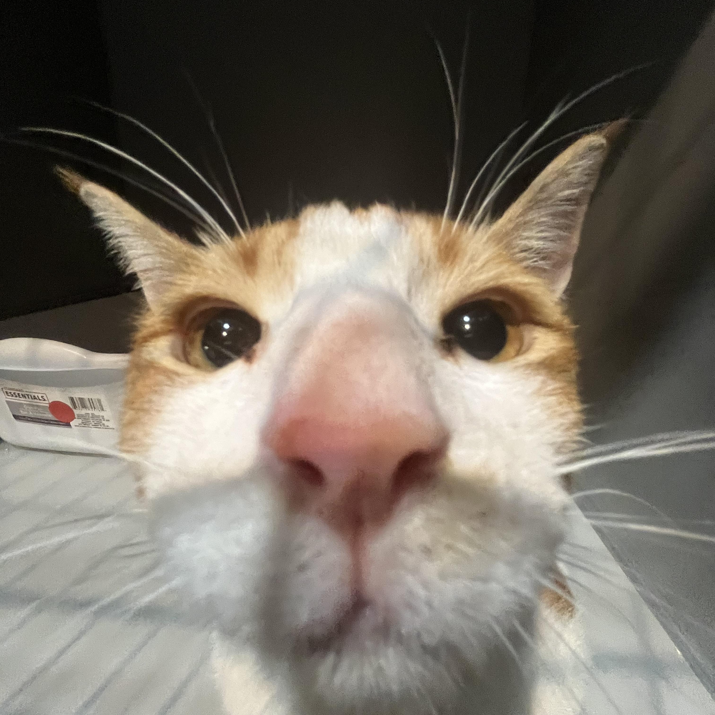 Enlarge Toby McGuire, an adopted Domestic Short Hair in Fresno, CA image 2/3