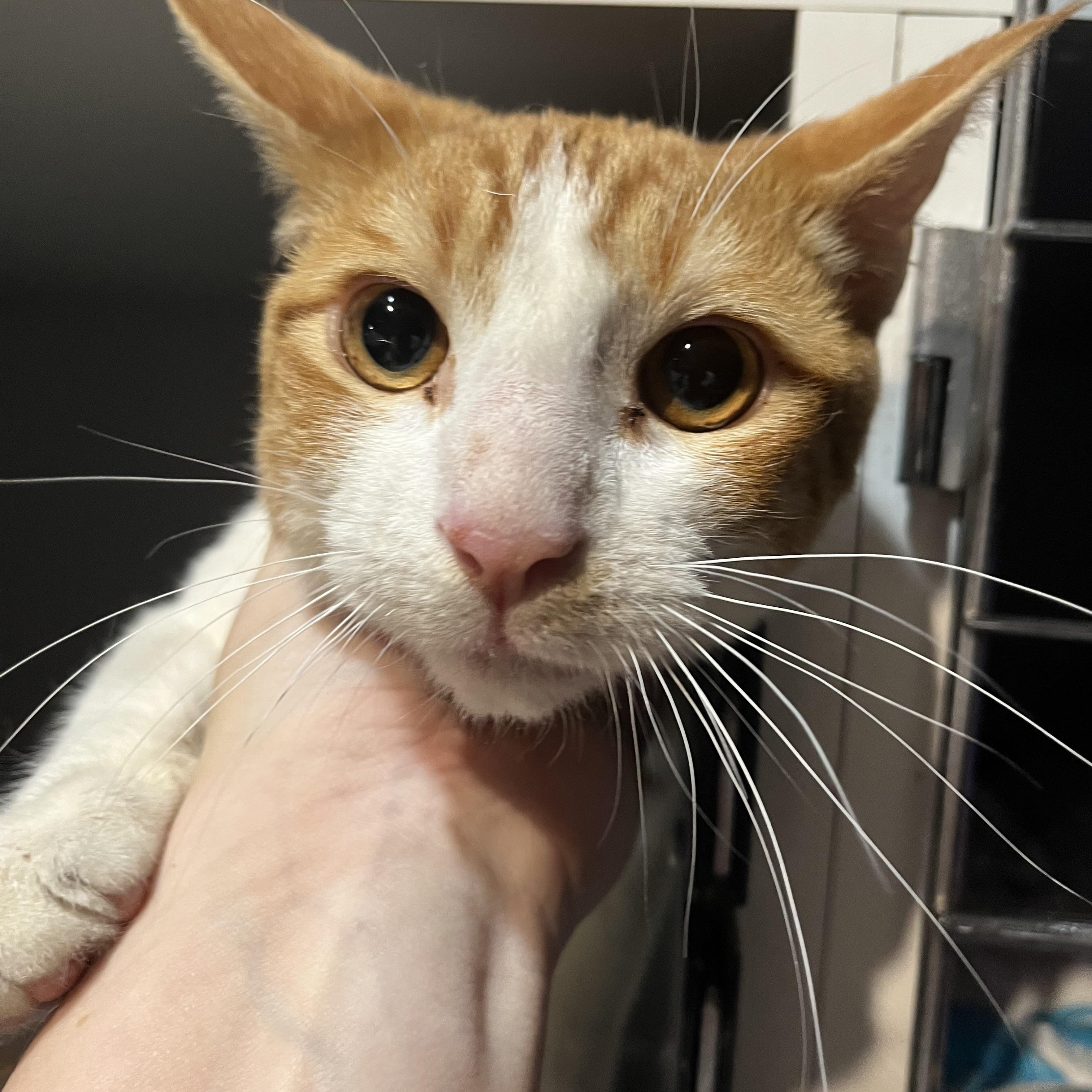 Enlarge Toby McGuire, an adopted Domestic Short Hair in Fresno, CA image 1/3