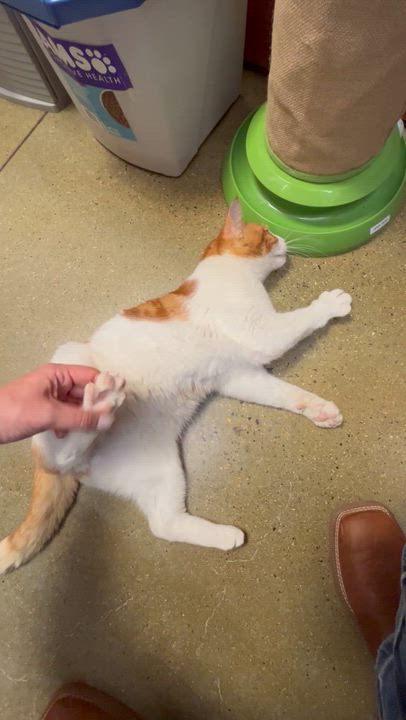 Enlarge Toby McGuire, an adopted Domestic Short Hair in Fresno, CA video 3/3