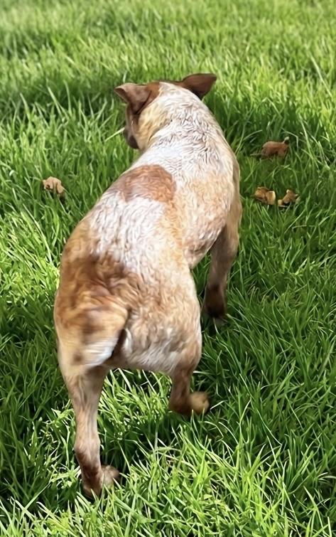 Enlarge Rosie, an adopted Australian Cattle Dog / Blue Heeler in Horn Lake, MS image 2/5