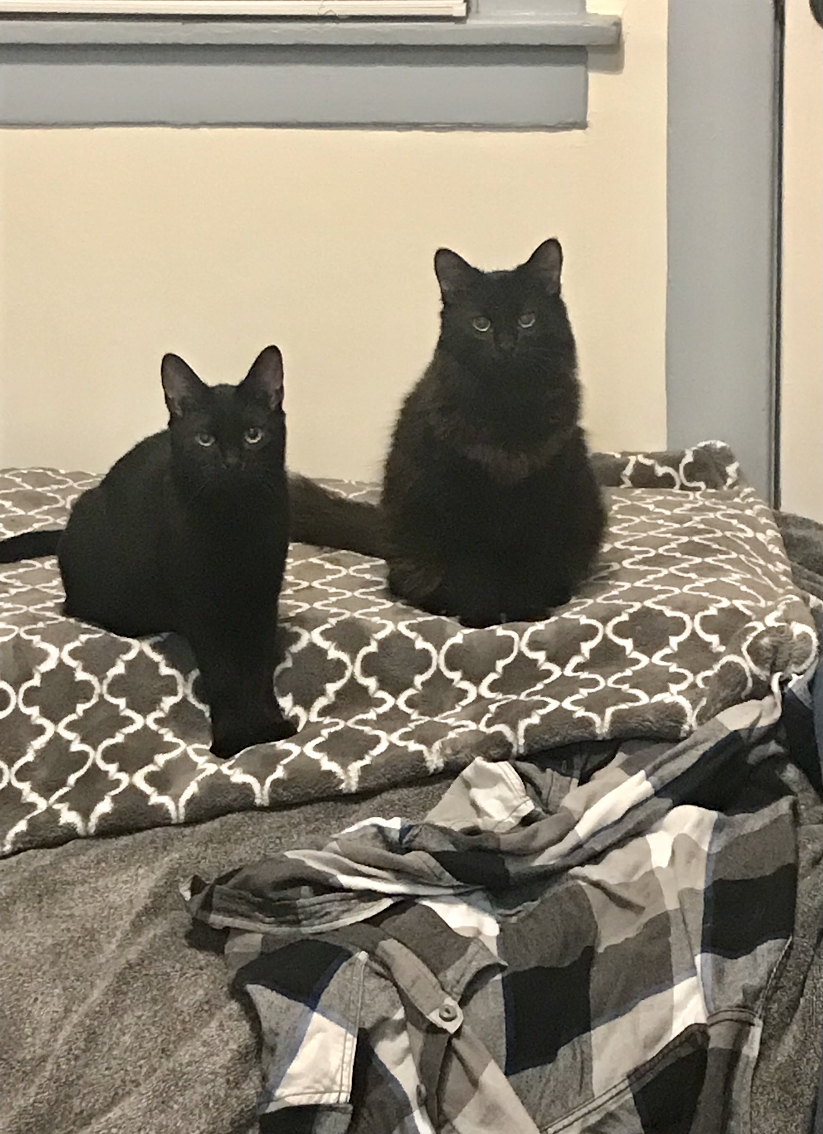 Fluffy & Stormy photo 5