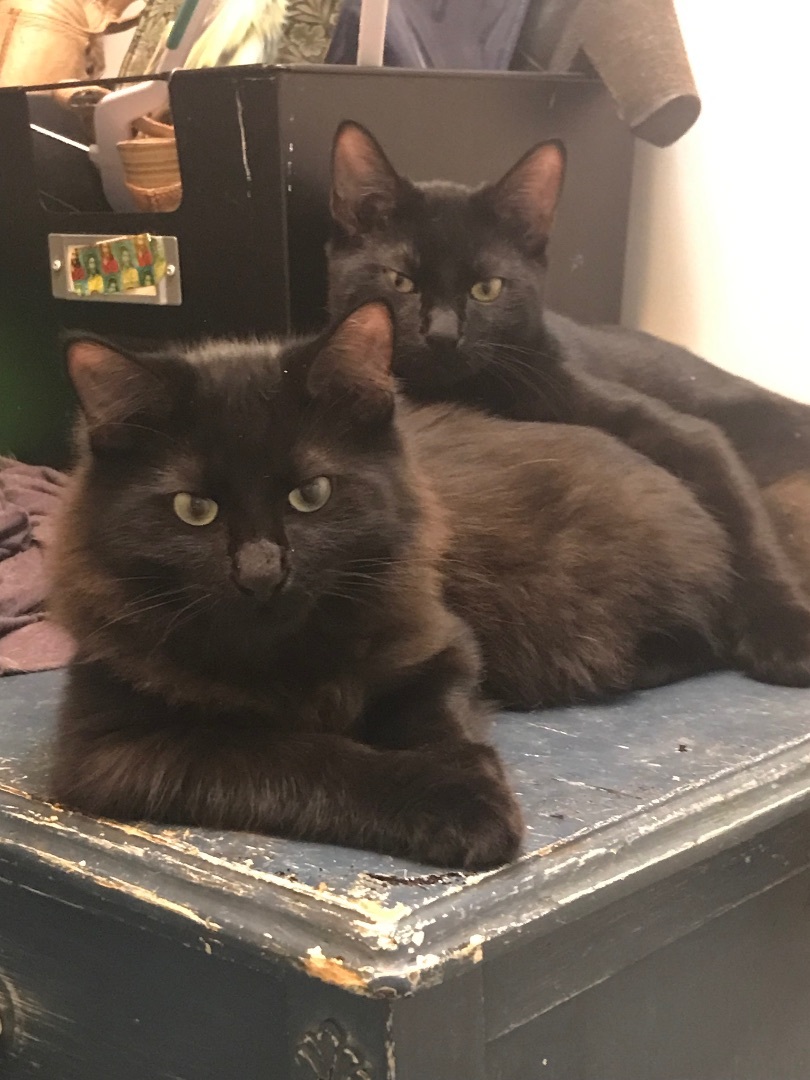 Fluffy & Stormy photo 2