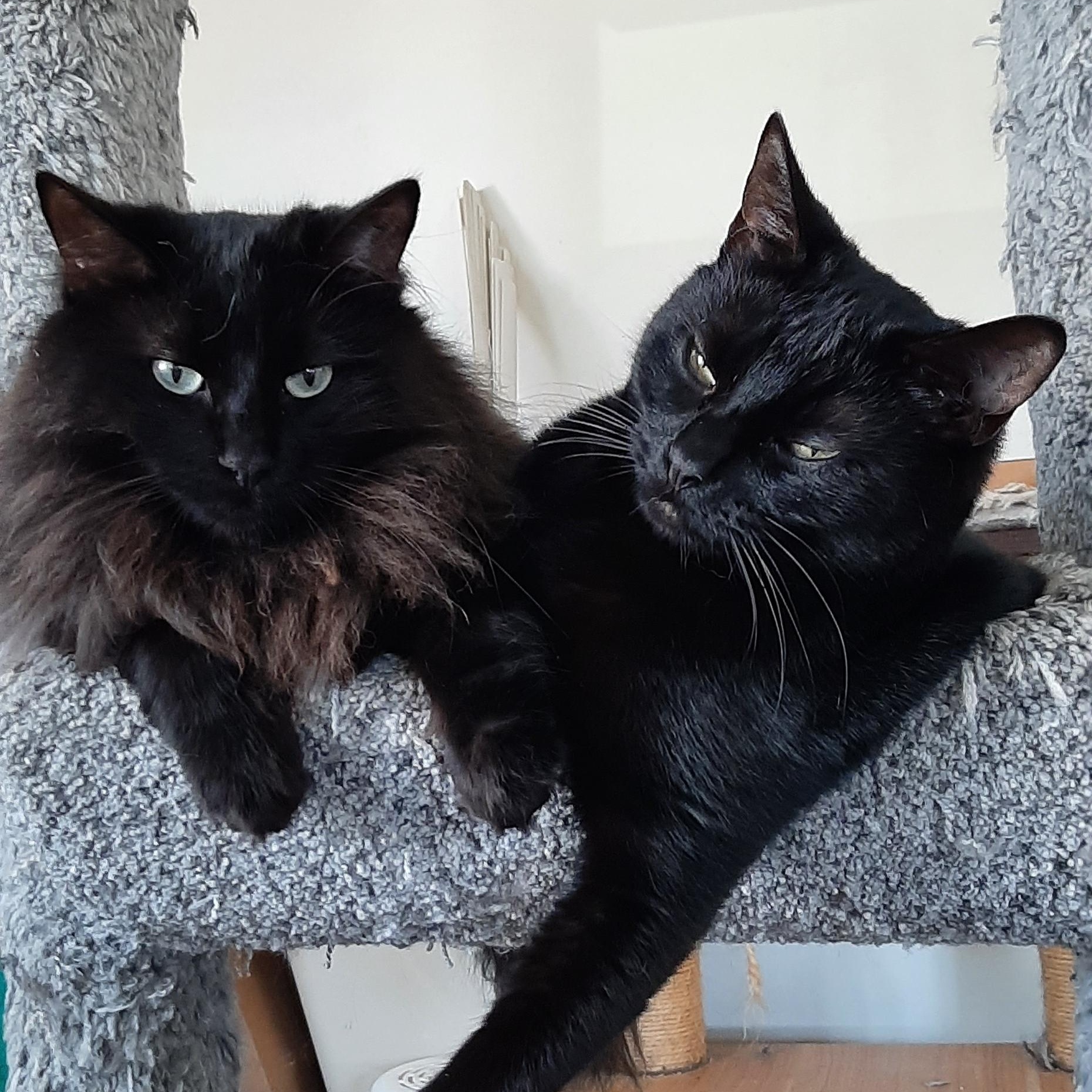 Fluffy & Stormy, Young Male Domestic Medium Hair