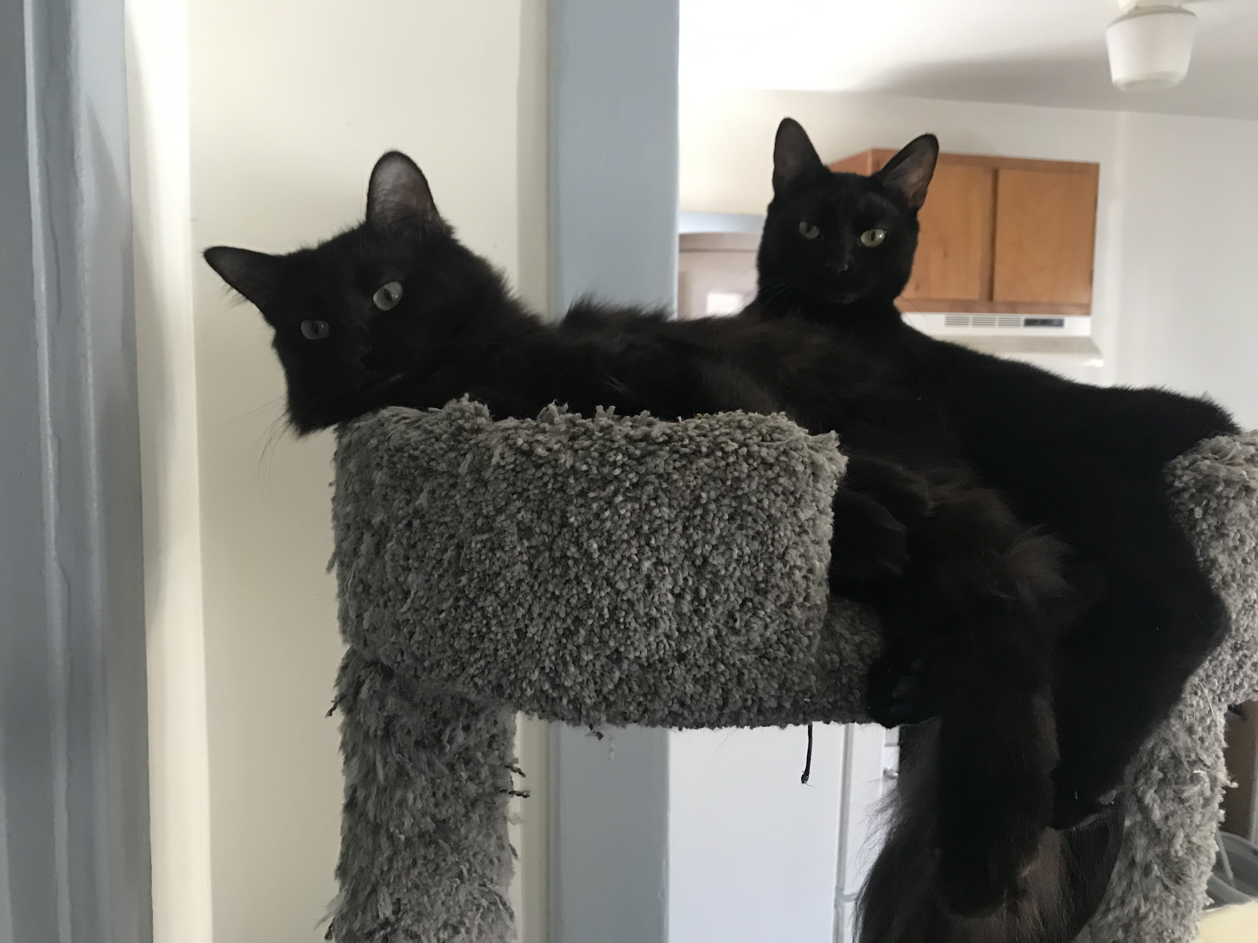 Fluffy & Stormy photo 4