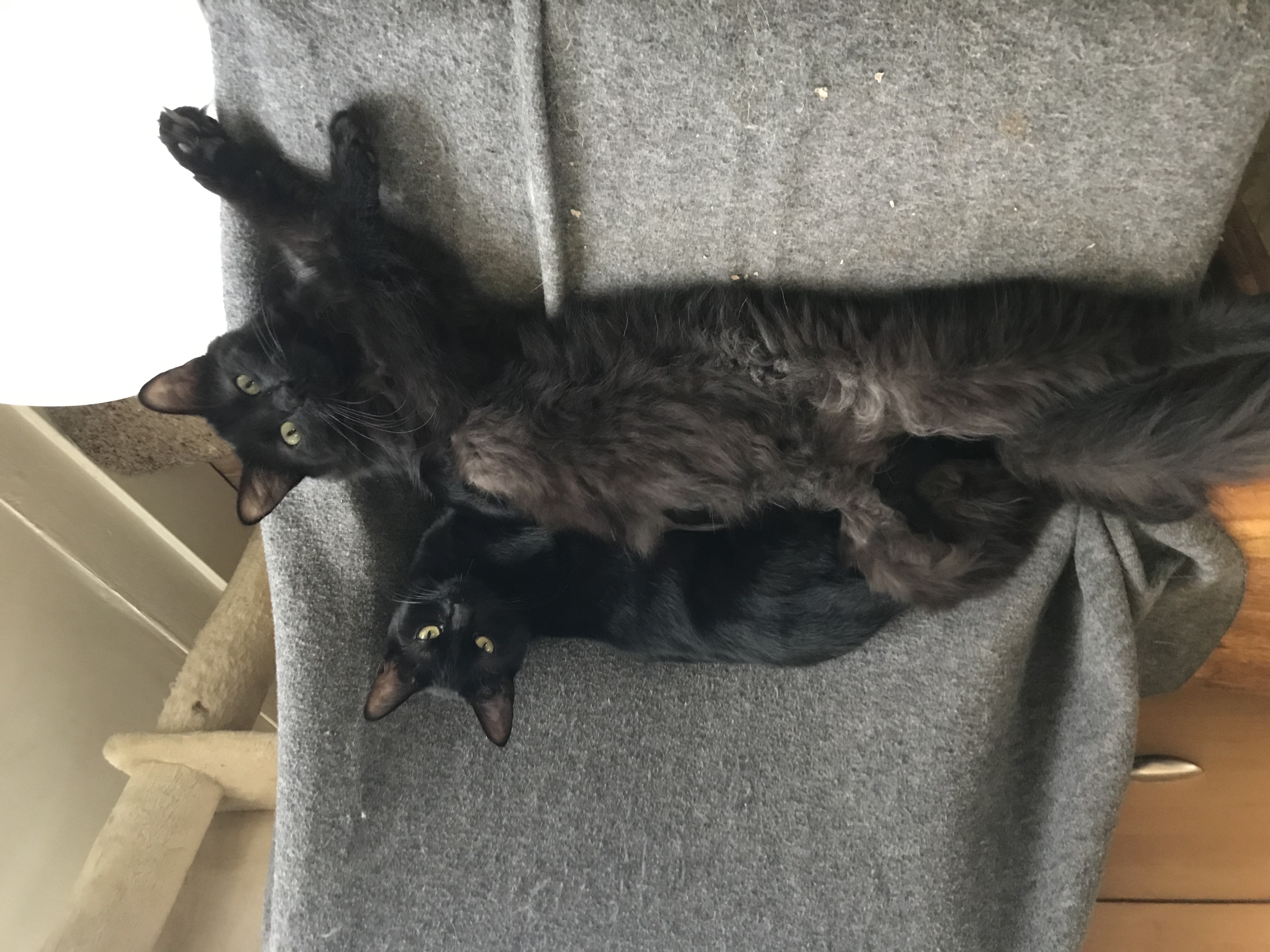 Fluffy & Stormy photo 3