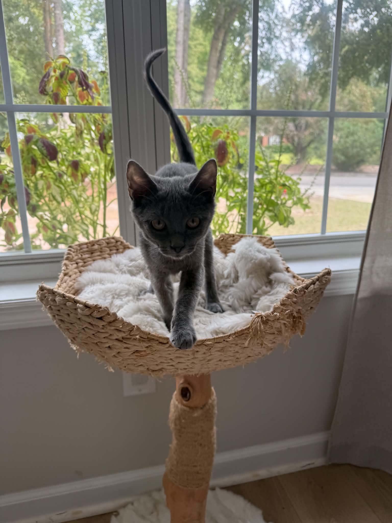 Enlarge Greige, a Adoptable Dilute Calico in Wilmington, NC image 2/4