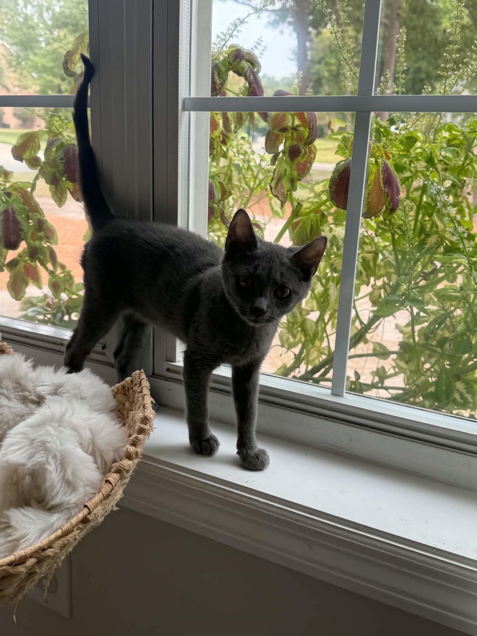 Greige, Adoptable, Kitten Male Dilute Calico.
