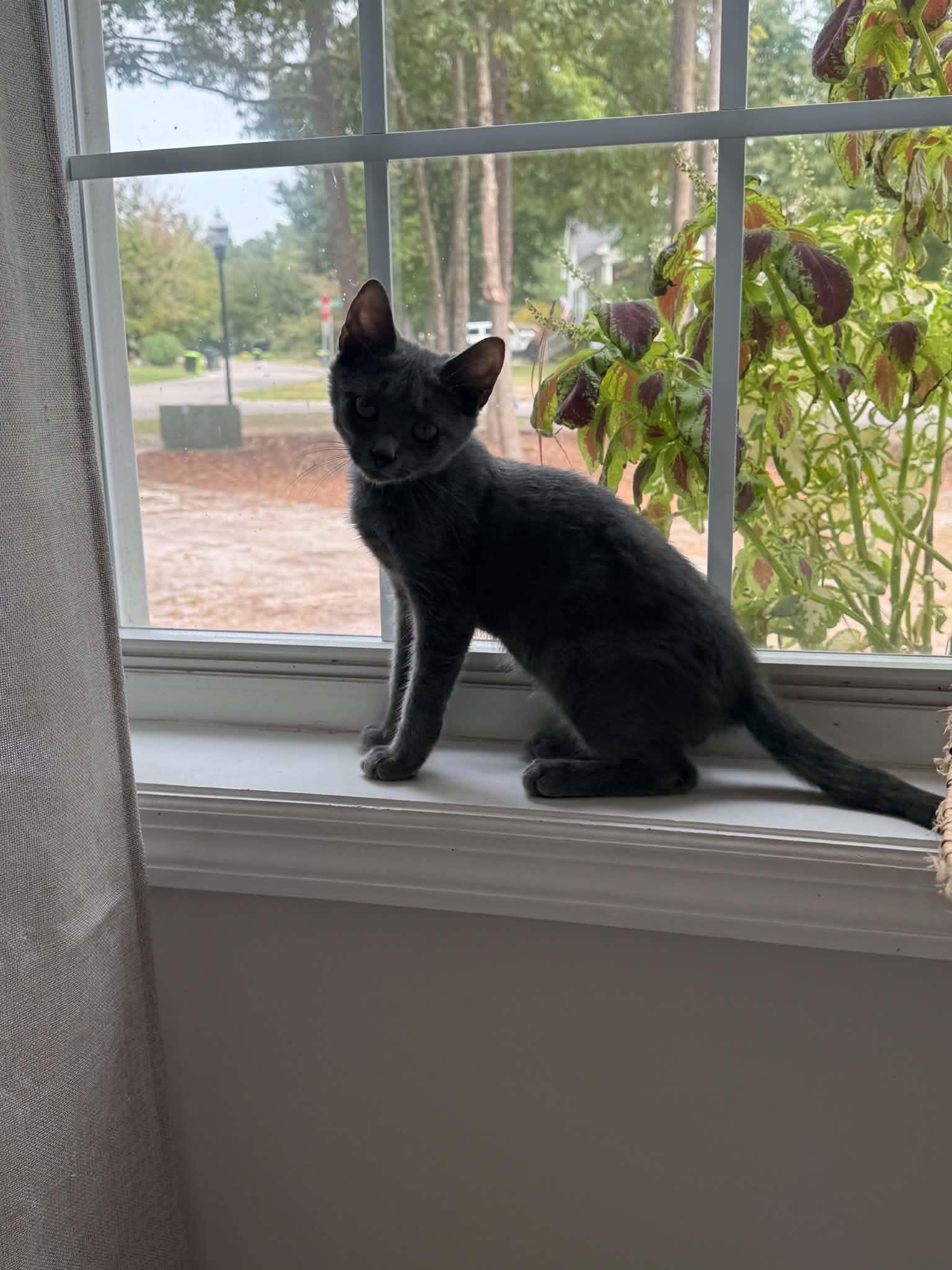 Enlarge Greige, a Adoptable Dilute Calico in Wilmington, NC image 3/4