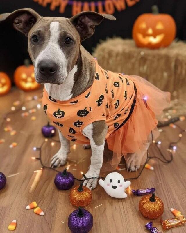 Mulan, a Adoptable mixed breed in Alma, WI image 1/6