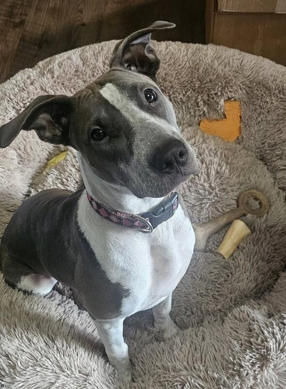 Mulan, a Adoptable mixed breed in Alma, WI image 2/6