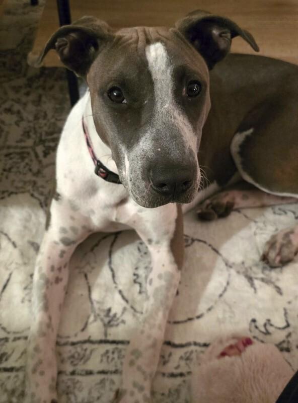 Mulan, a Adoptable mixed breed in Alma, WI image 3/6