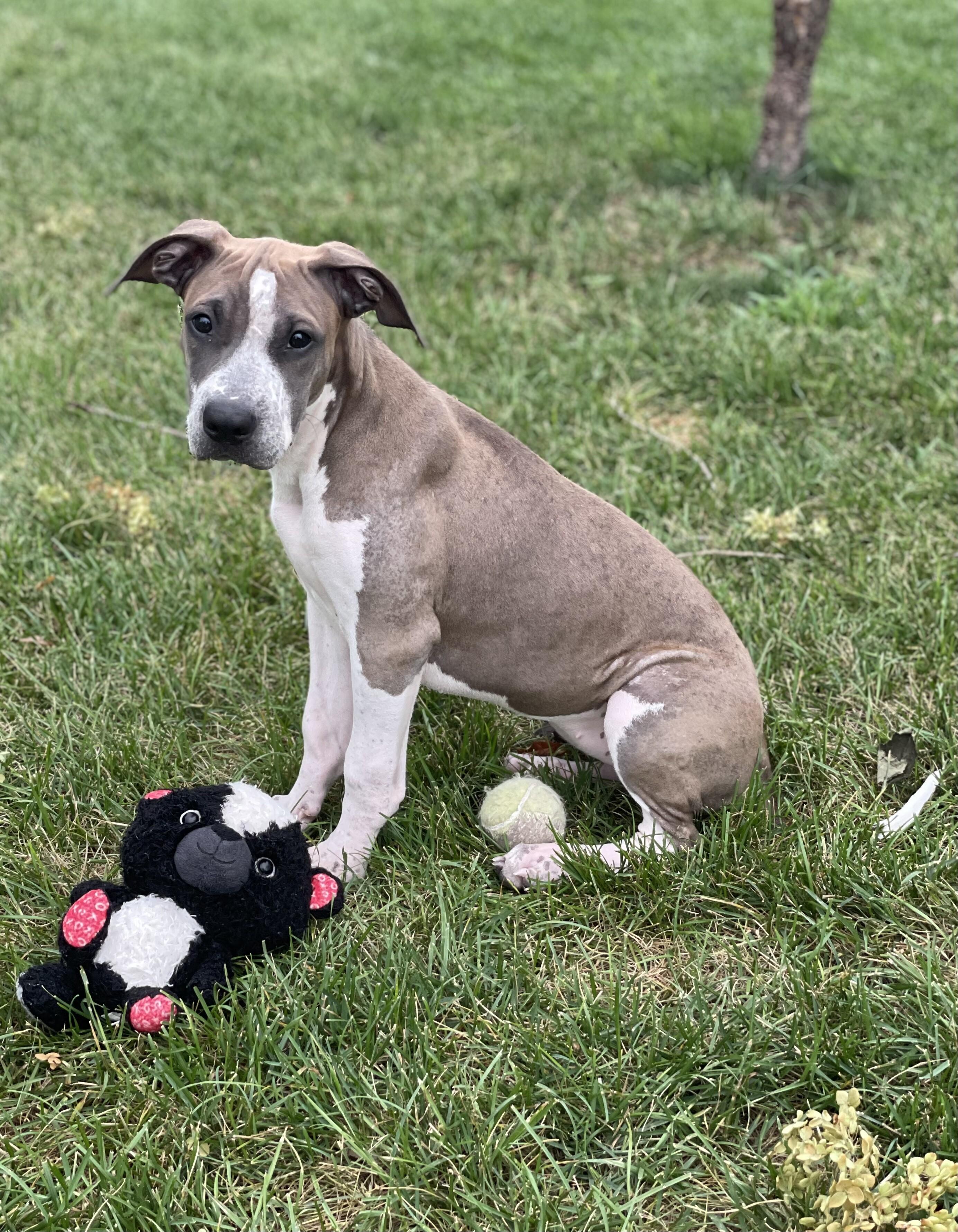 Mulan, a Adoptable mixed breed in Alma, WI image 4/6