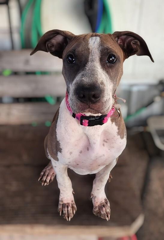 Mulan, a Adoptable mixed breed in Alma, WI image 5/6