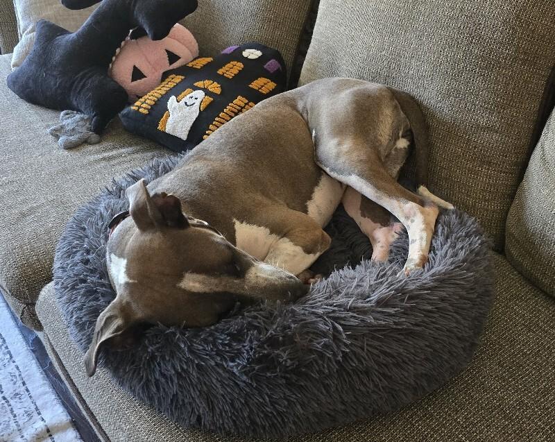 Mulan, a Adoptable mixed breed in Alma, WI image 6/6