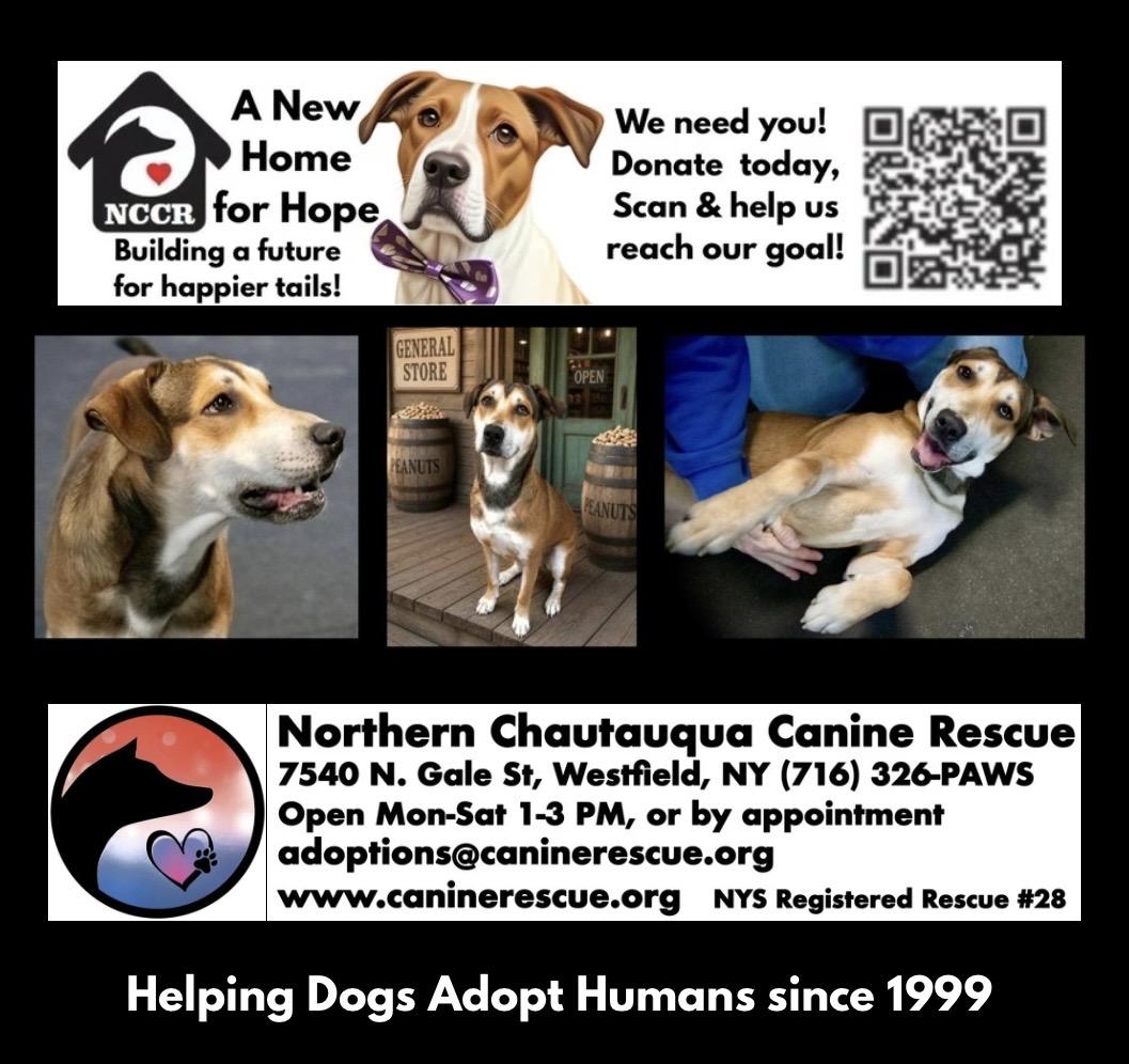 Enlarge Peanut Butter, a ADOPTABLE mixed breed in Westfield, NY image 5/6