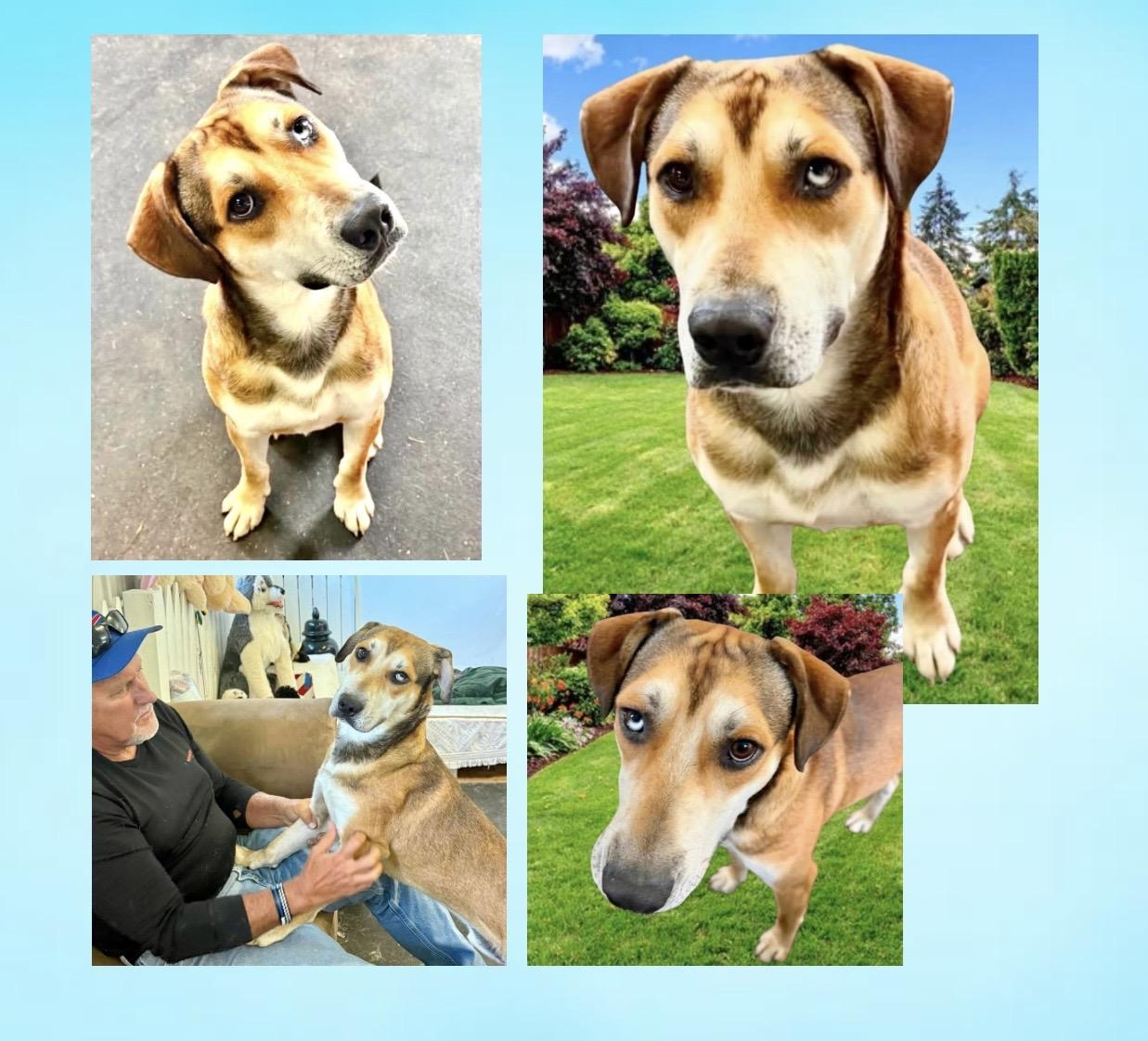 Peanut Butter, a ADOPTABLE mixed breed in Westfield, NY image 3/6