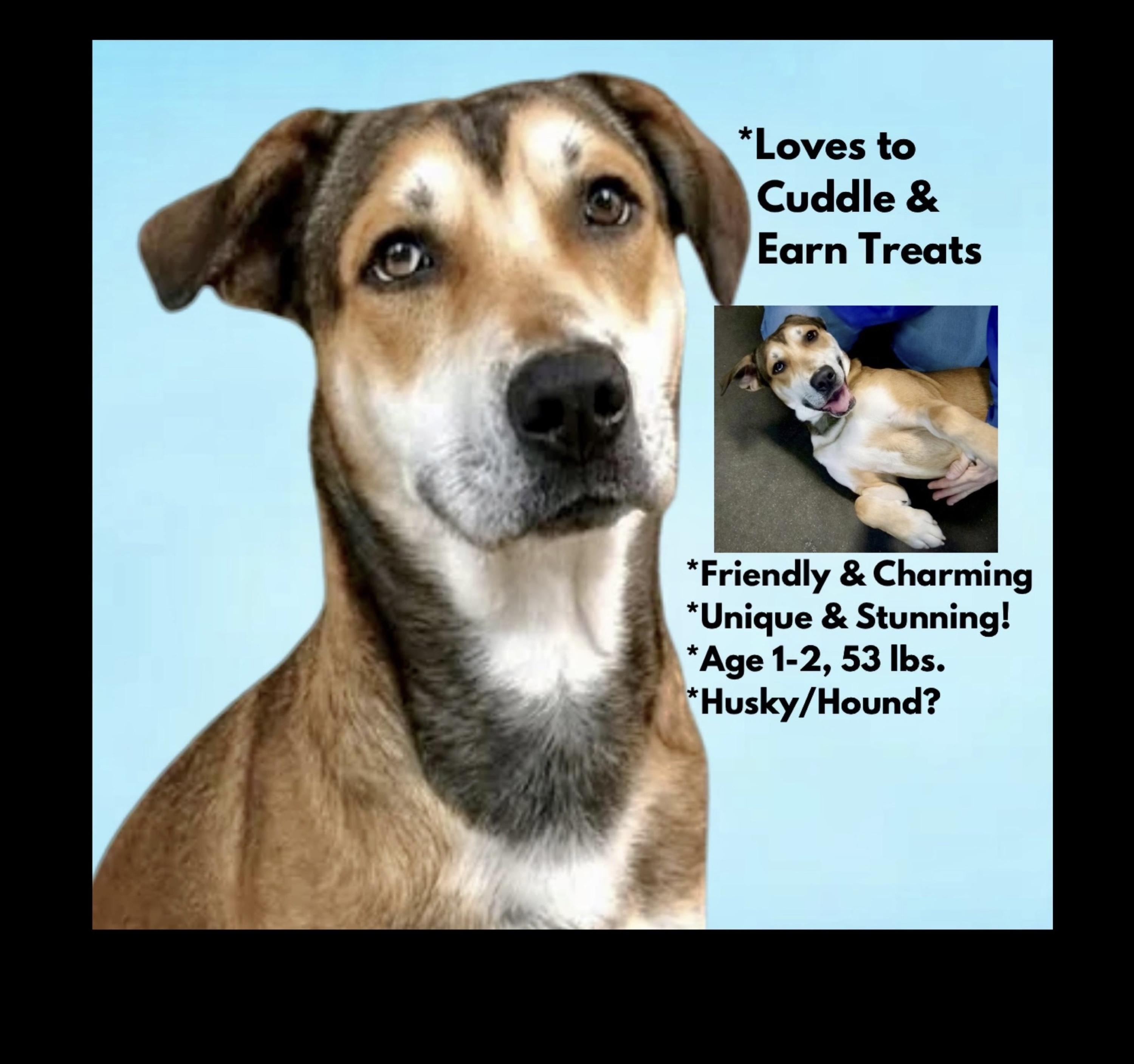 Enlarge Peanut Butter, a ADOPTABLE mixed breed in Westfield, NY image 2/6