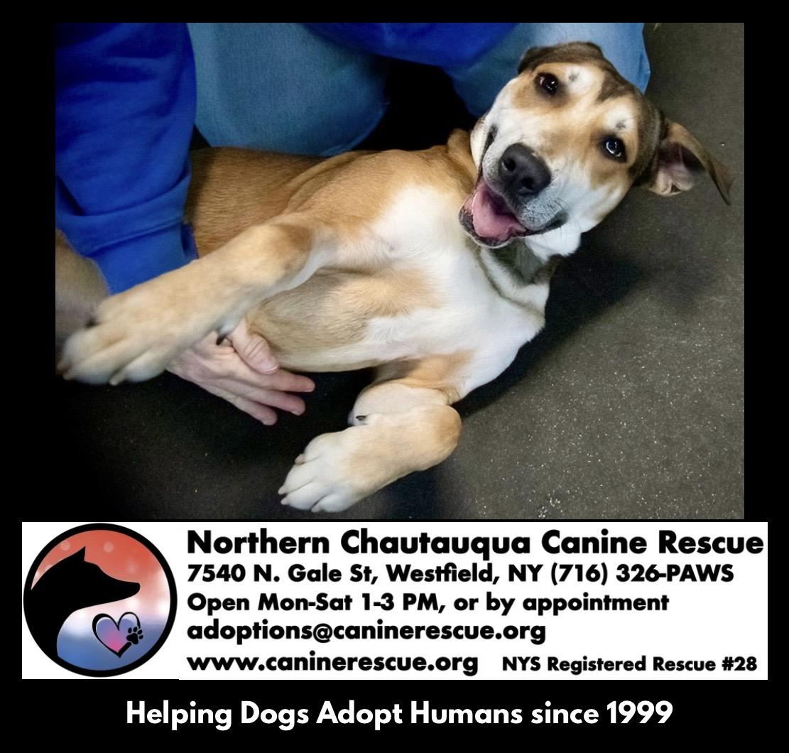 Enlarge Peanut Butter, a ADOPTABLE mixed breed in Westfield, NY image 3/6