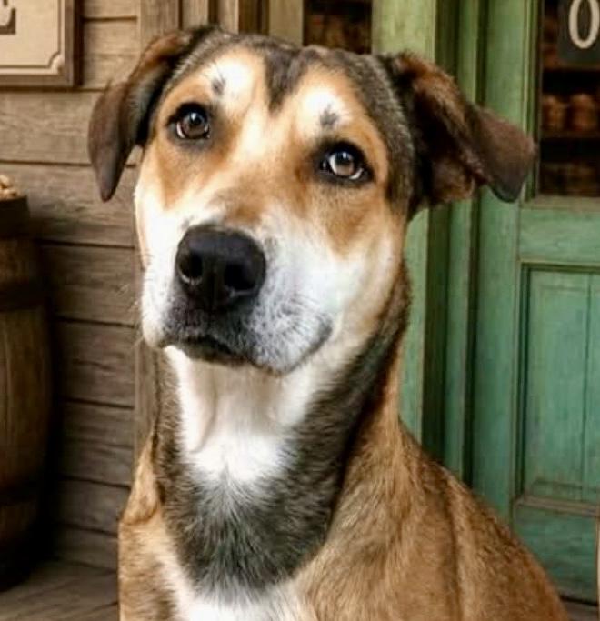 Enlarge Peanut Butter, a ADOPTABLE mixed breed in Westfield, NY image 1/6