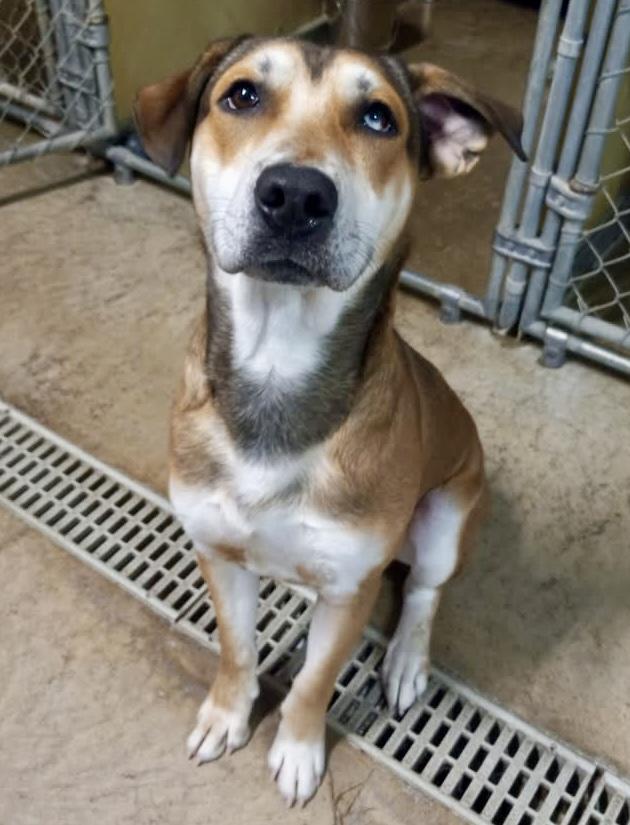 Enlarge Peanut Butter, a ADOPTABLE mixed breed in Westfield, NY image 6/6