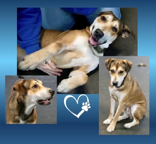 Enlarge Peanut Butter, a ADOPTABLE mixed breed in Westfield, NY image 2/6