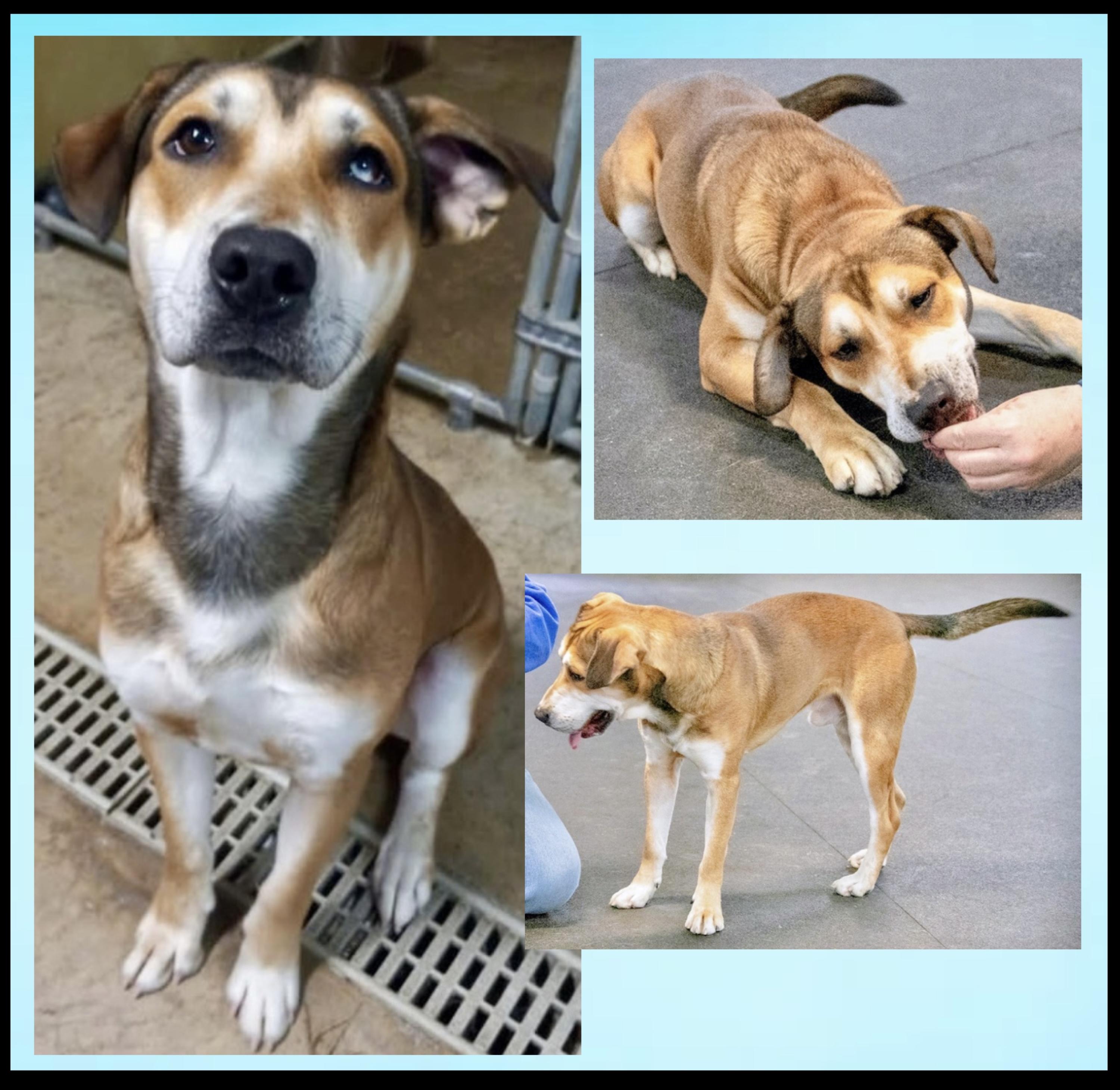 Enlarge Peanut Butter, a ADOPTABLE mixed breed in Westfield, NY image 3/6