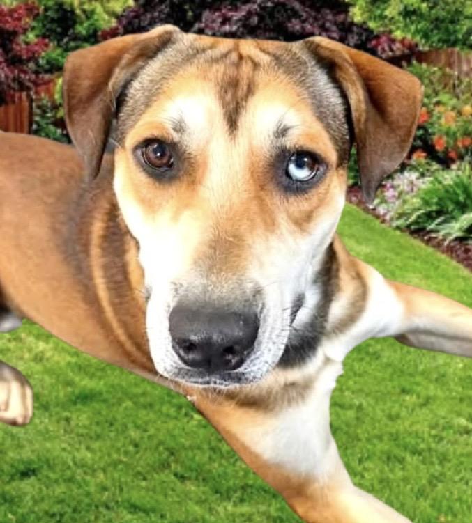 Peanut Butter, a ADOPTABLE mixed breed in Westfield, NY image 1/6