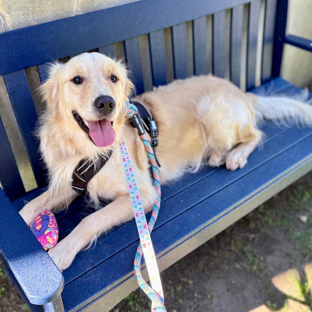 Roney, Adoptable, Adult Male Golden Retriever.