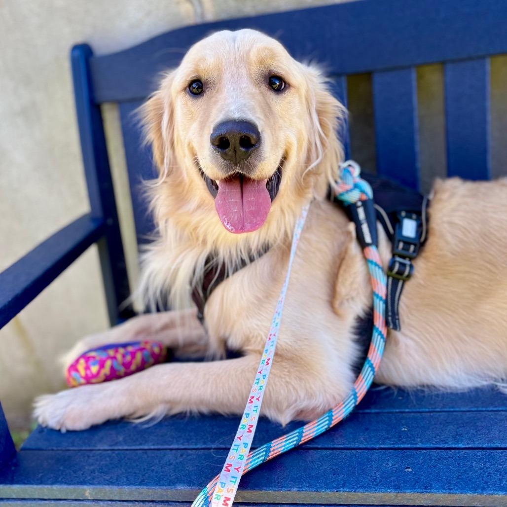 Enlarge Roney, a Adoptable Golden Retriever in Westhampton, NY image 2/5