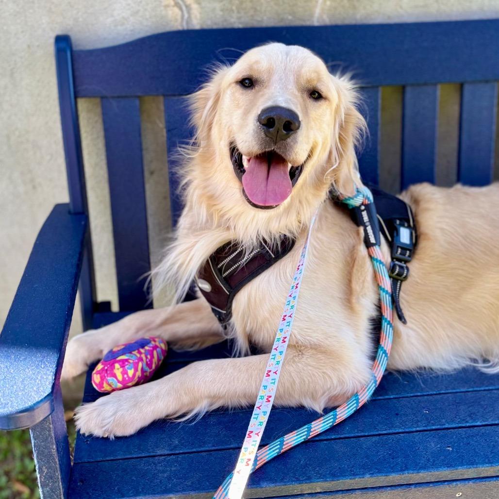 Enlarge Roney, a Adoptable Golden Retriever in Westhampton, NY image 3/5