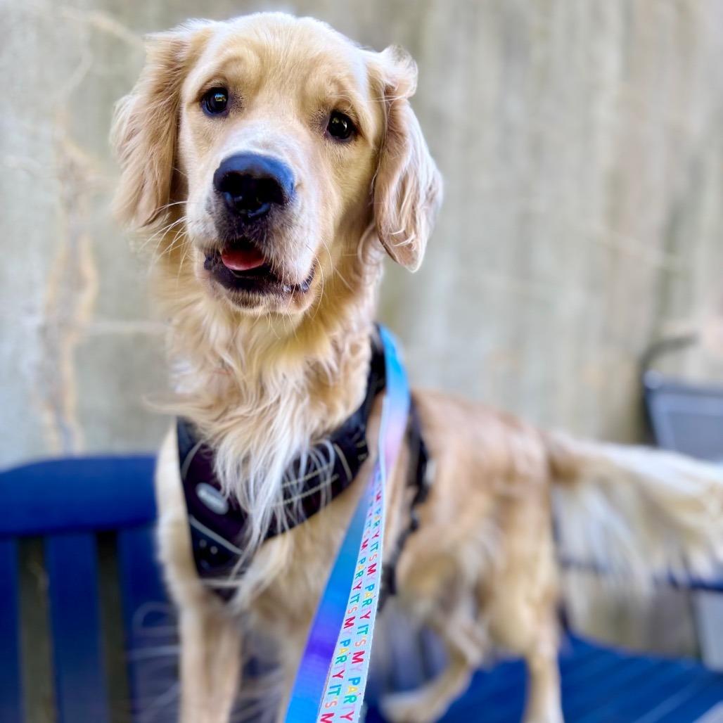 Enlarge Roney, a Adoptable Golden Retriever in Westhampton, NY image 5/5
