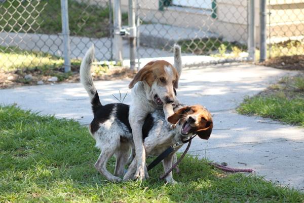 Beef Rib, Adoptable, Adult Male Mixed Breed.