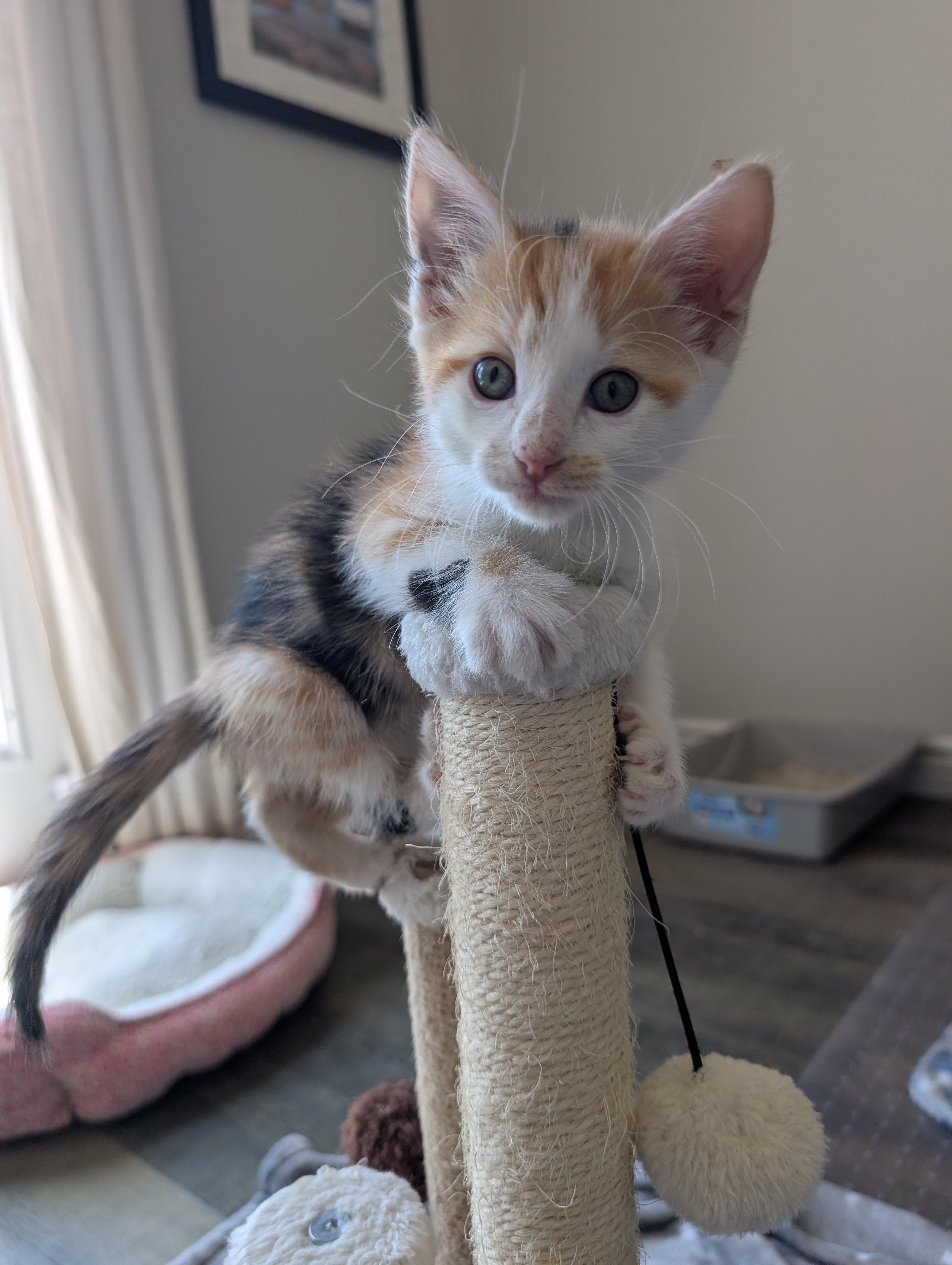 Enlarge Ruby Morley Steve, a Adoptable Domestic Short Hair in Denver, CO image 5/6
