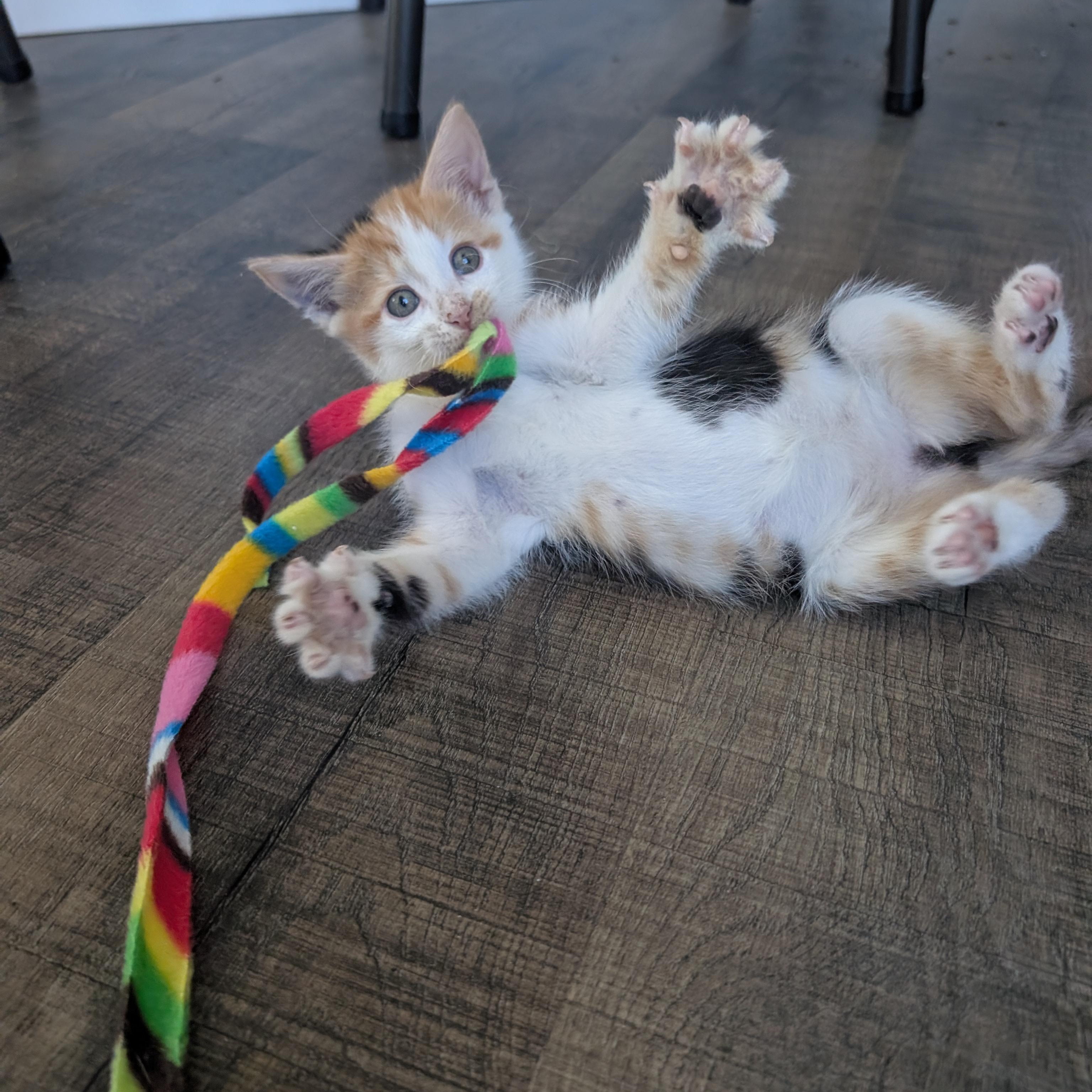Enlarge Ruby Morley Steve, a Adoptable Domestic Short Hair in Denver, CO image 2/6