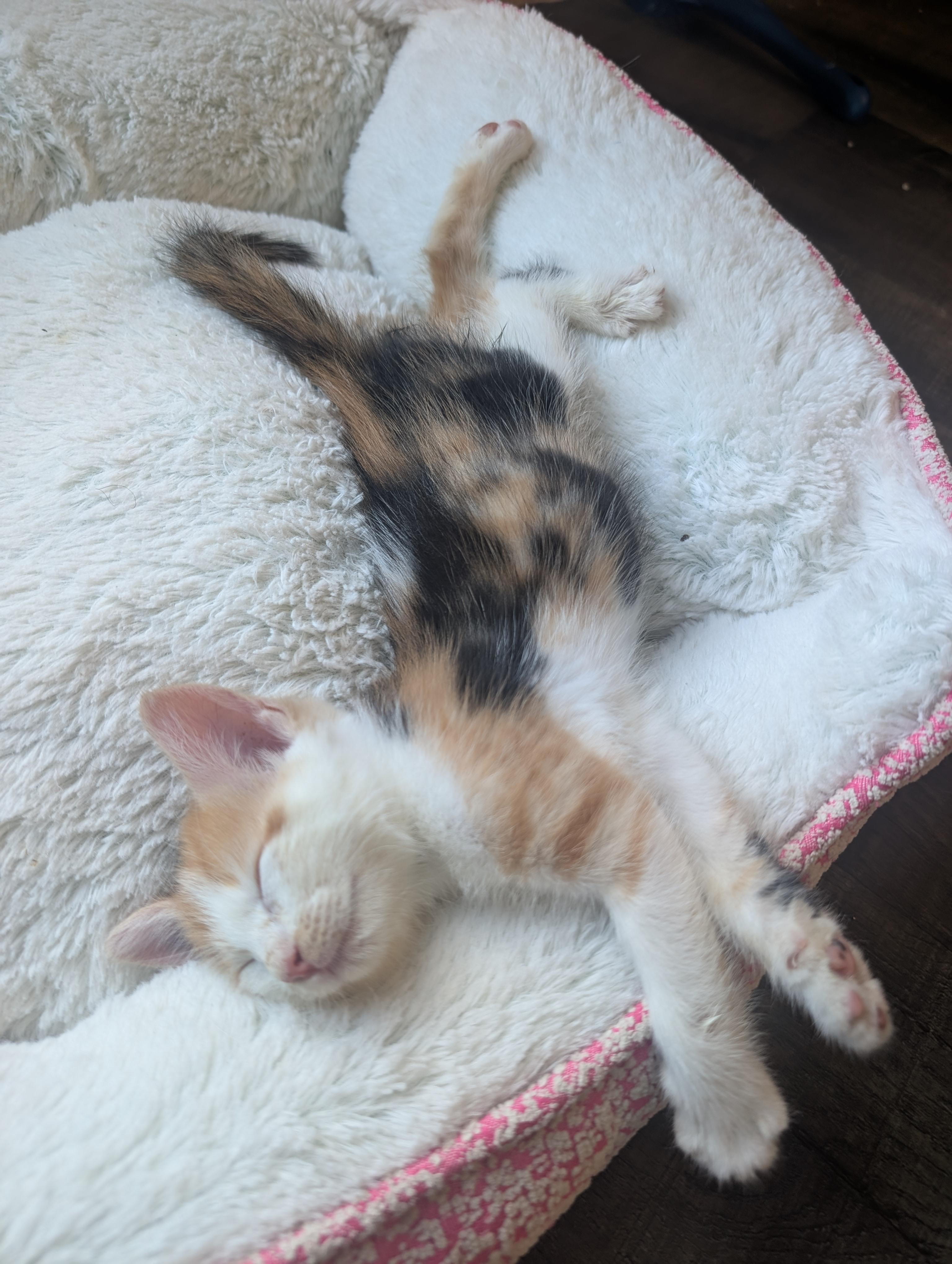 Enlarge Ruby Morley Steve, a Adoptable Domestic Short Hair in Denver, CO image 6/6